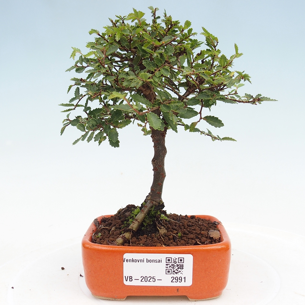 Bonsai zewnętrzne - Ulmus parvifolia Sagei - Wiąz drobnolistny