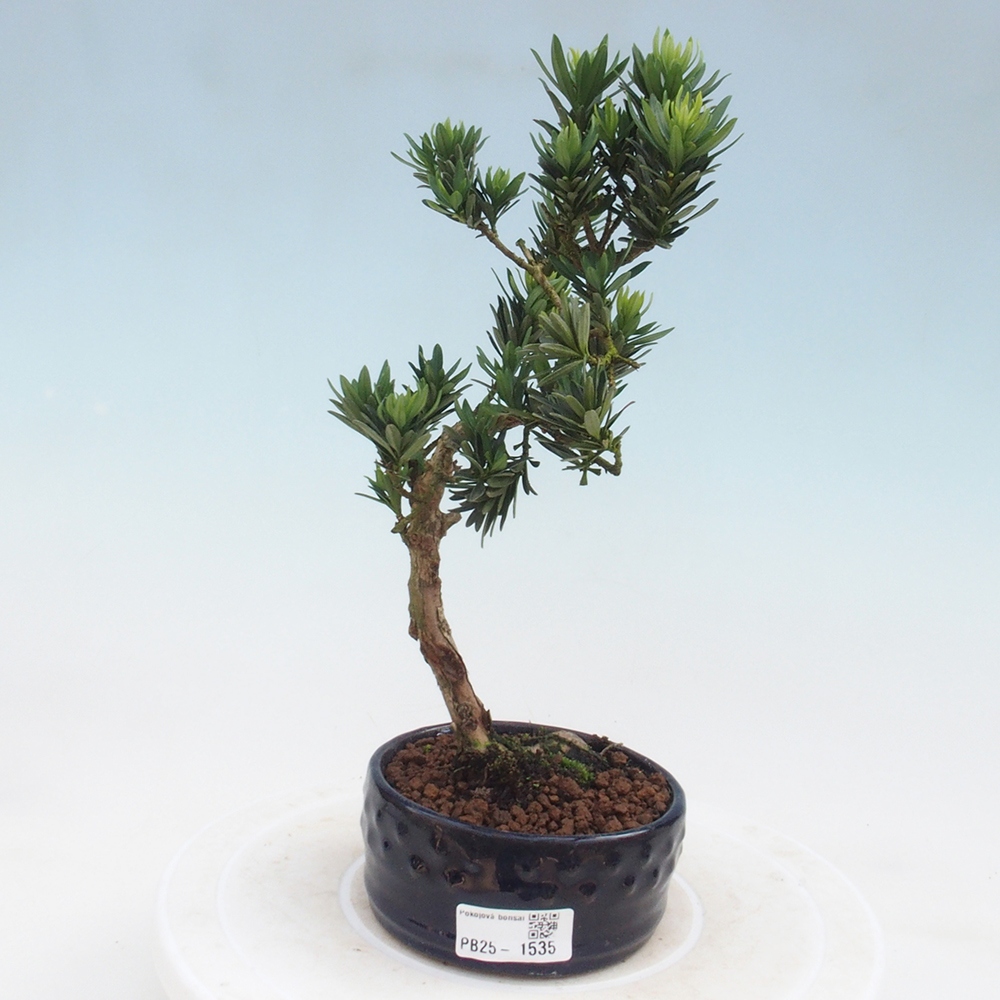 Kryty bonsai - Podocarpus - Kamień tys