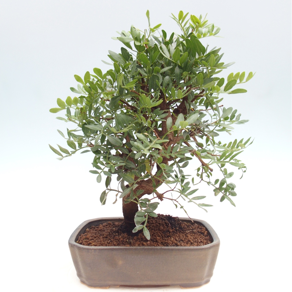 Bonsai pokojowe - Pistacja