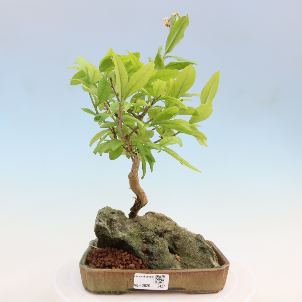 Outdoor bonsai - Ligustrum vulgare - Ptasi dziób