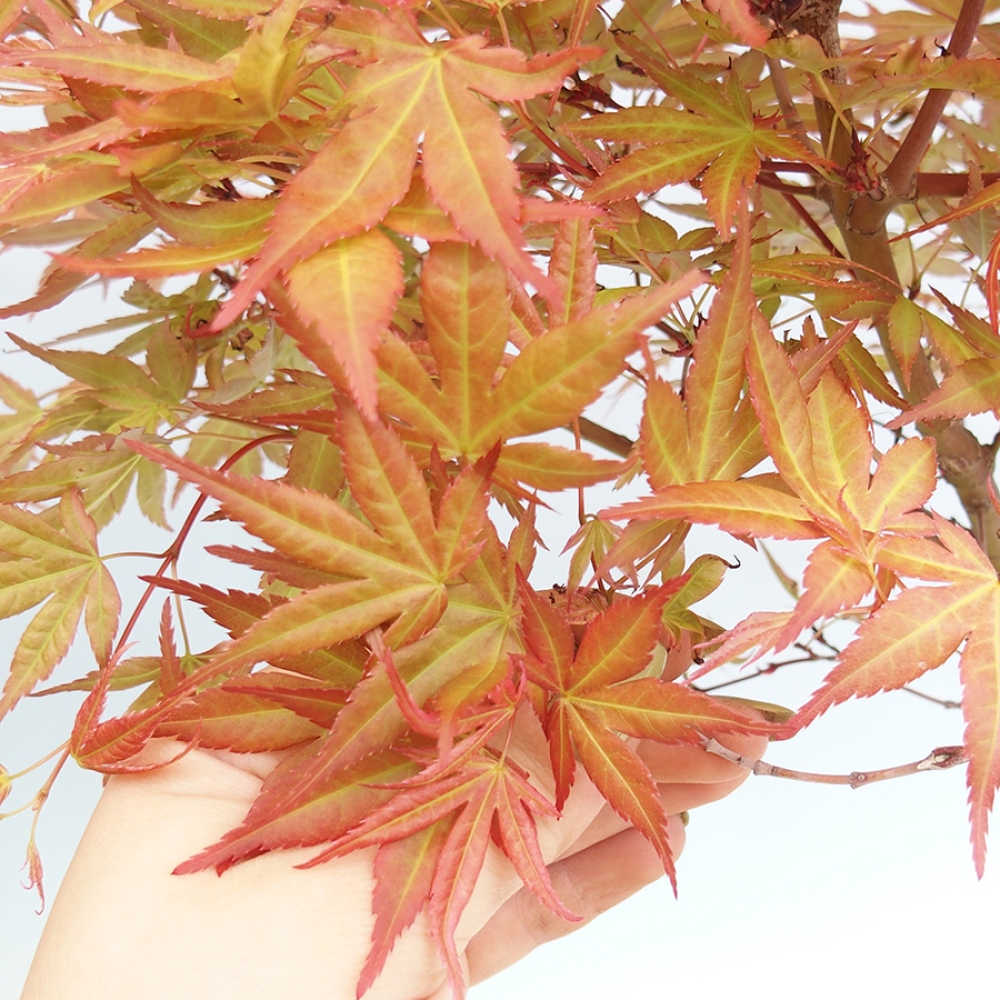 Bonsai outdoor - Acer palmatum Beni Tsukasa w pojemniku