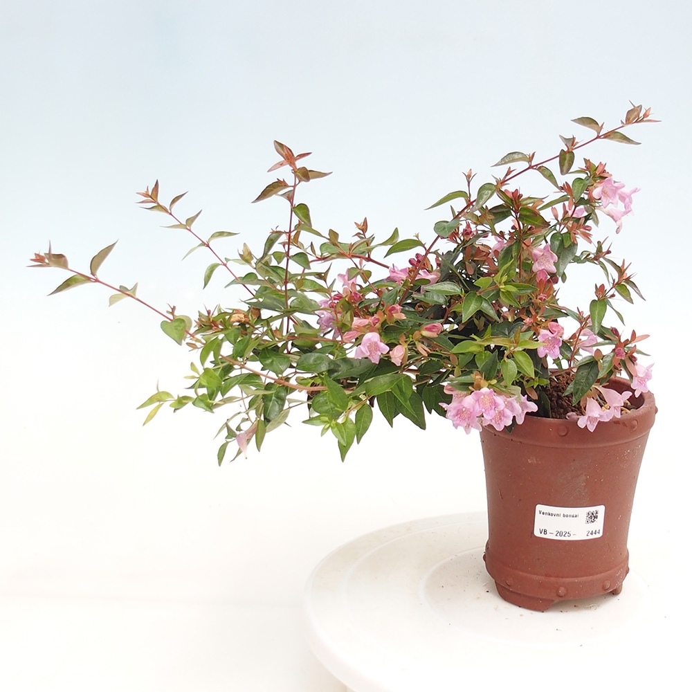 Bonsai zewnętrzne - Abelia Grandiflora - Abelia grandiflora