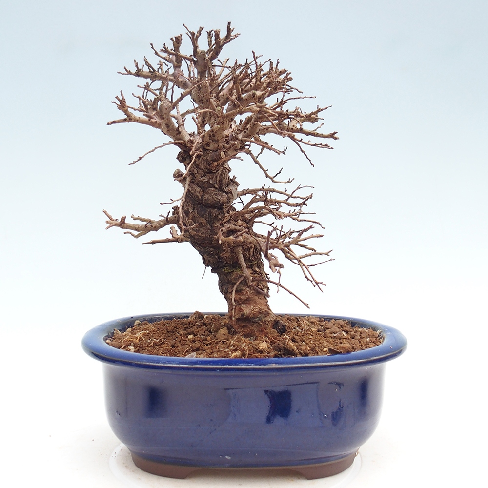 Bonsai zewnętrzne - Zelkova - Zelkova NIRE