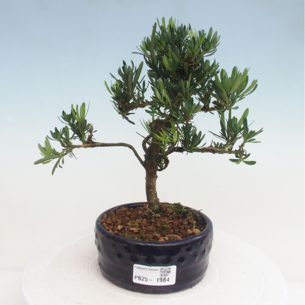 Kryty bonsai - Podocarpus - Kamień tys