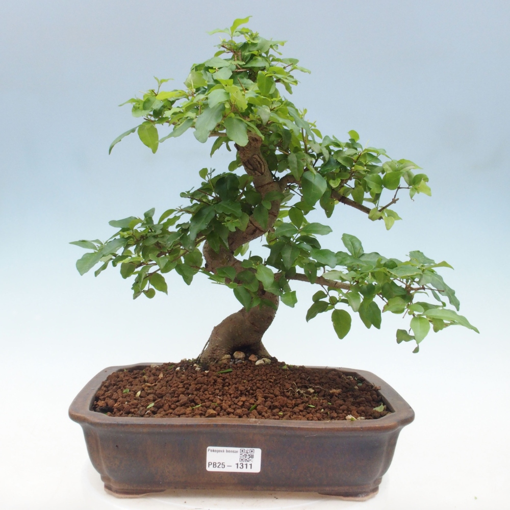 Kryte bonsai - Ligustrum chinensis - widok z lotu ptaka