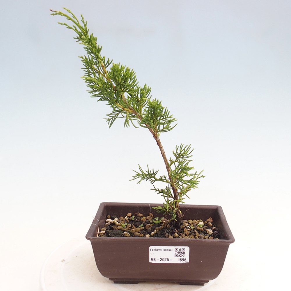 Outdoor bonsai - Juniperus chinensis Itoigawa - Jałowiec chiński