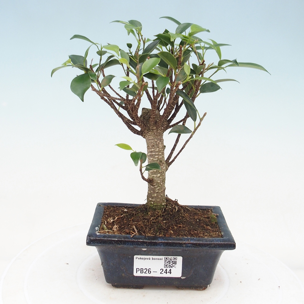 Pokój bonsai Ficus retusa kimmen