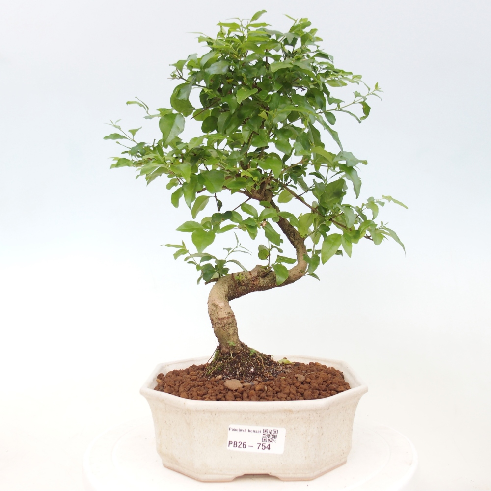 Indoor bonsai -Ligustrum chinensis - dziób ptaka