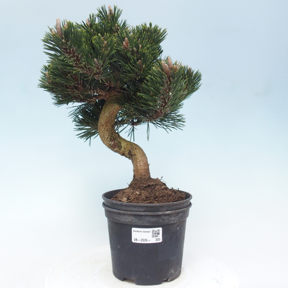 Outdoor bonsai - Pinus thunbergii senjyumaru - Sosna Thunberga