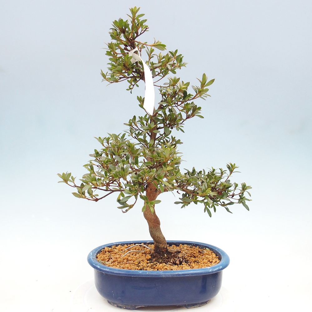Bonsai zewnętrzne - Azalia japońska - Azalia Reiko