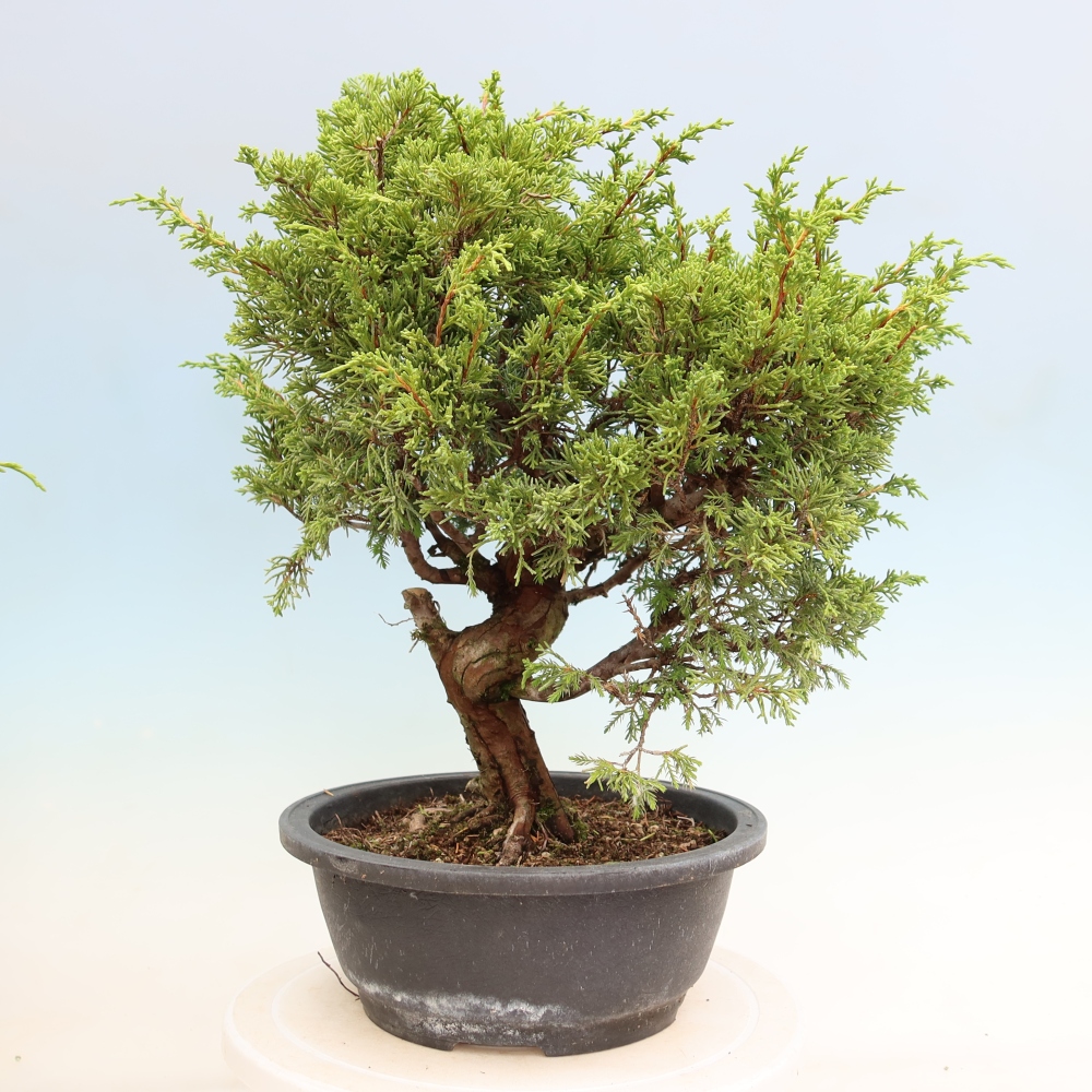 Bonsai ogrodowe – Juniperus chinensis Itoigawa – jałowiec chiński