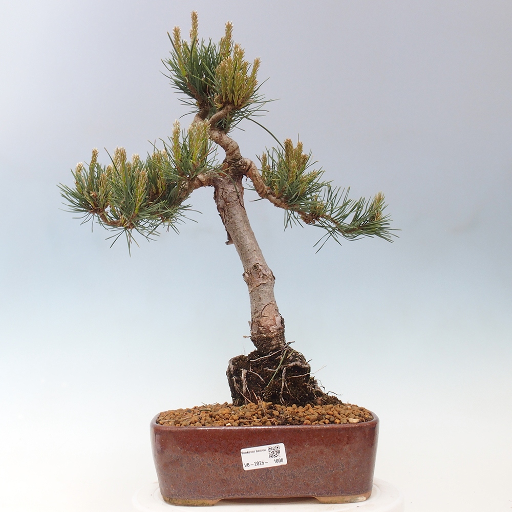 Outdoor bonsai - Pinus Sylvestris - sosna zwyczajna