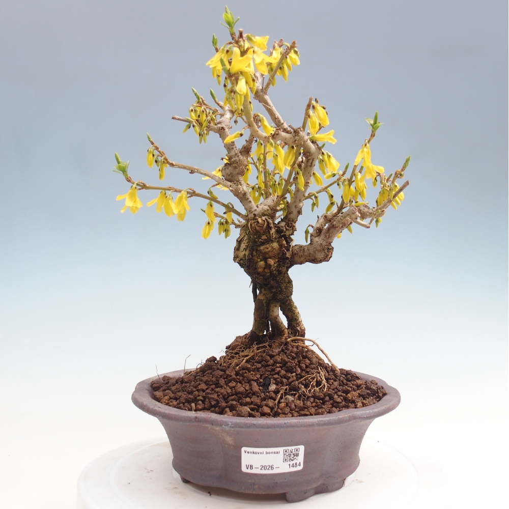 Outdoor bonsai - Zlatice - Forsycja koreańska