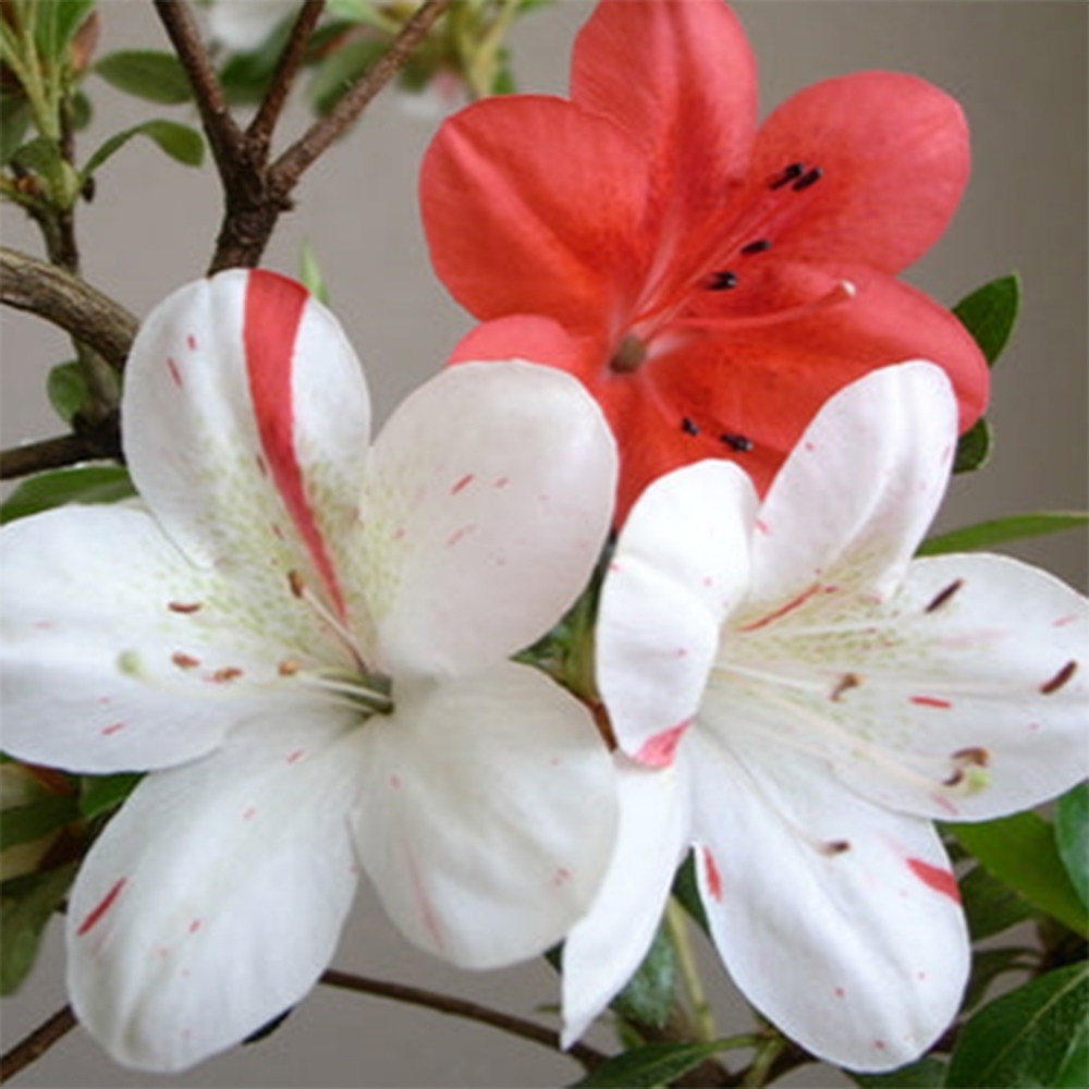 Bonsai zewnętrzne - Azalia japońska - Azalia Kisshoten