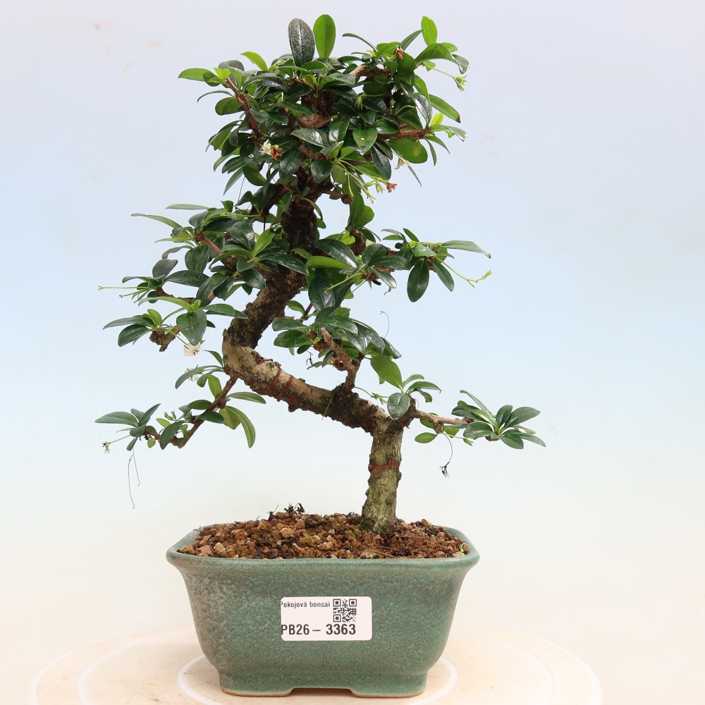Bonsai pokojowe - Carmona macrophylla - Tea fuki