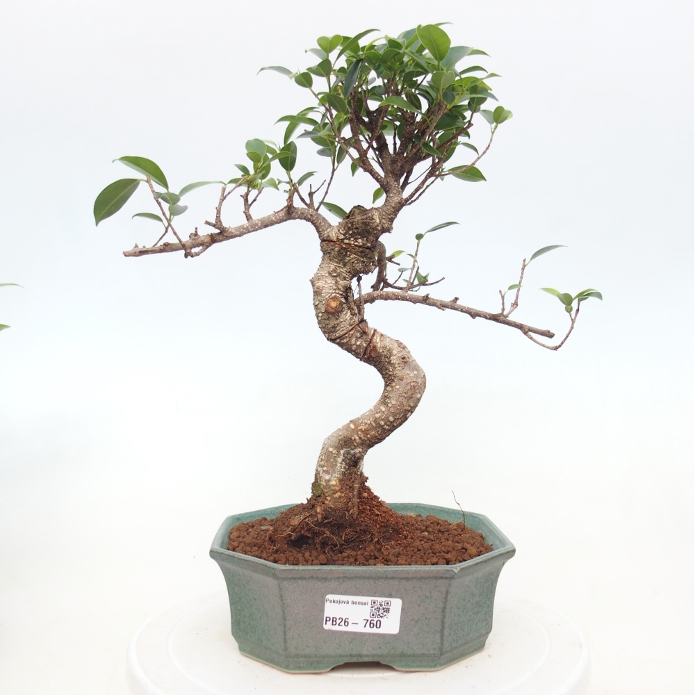 Pokój bonsai - Ficus retusa - figowiec drobnolistny