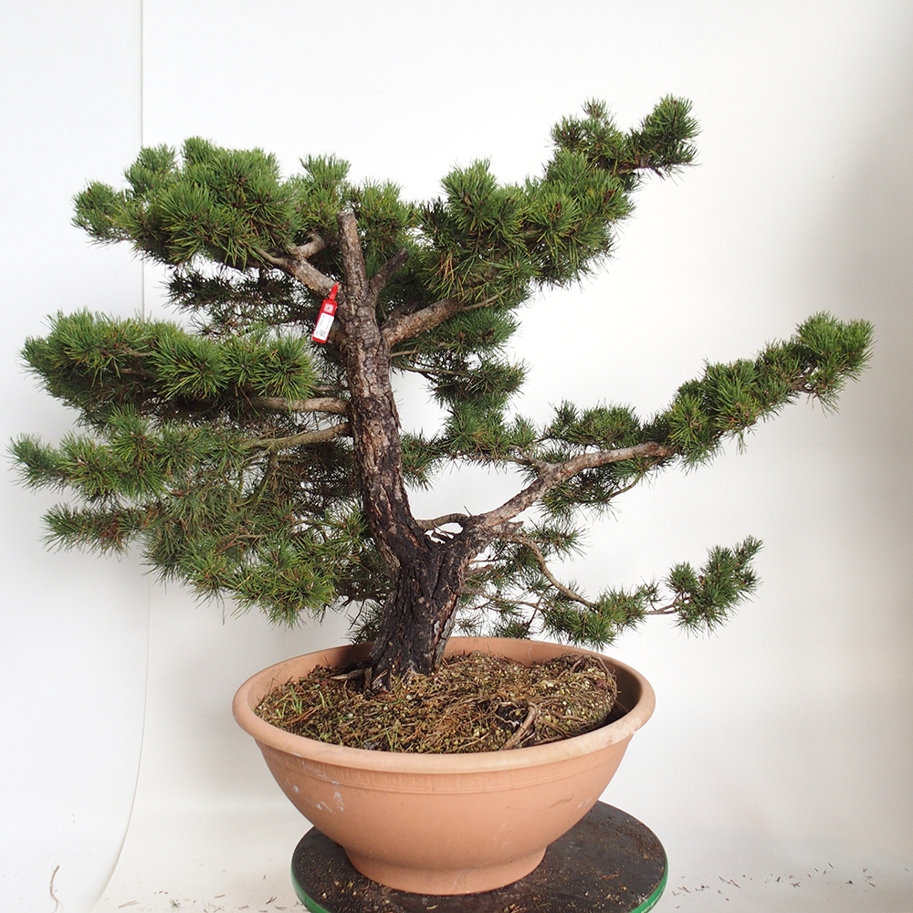 Yamadori - Pinus sylvestris Hiszpania