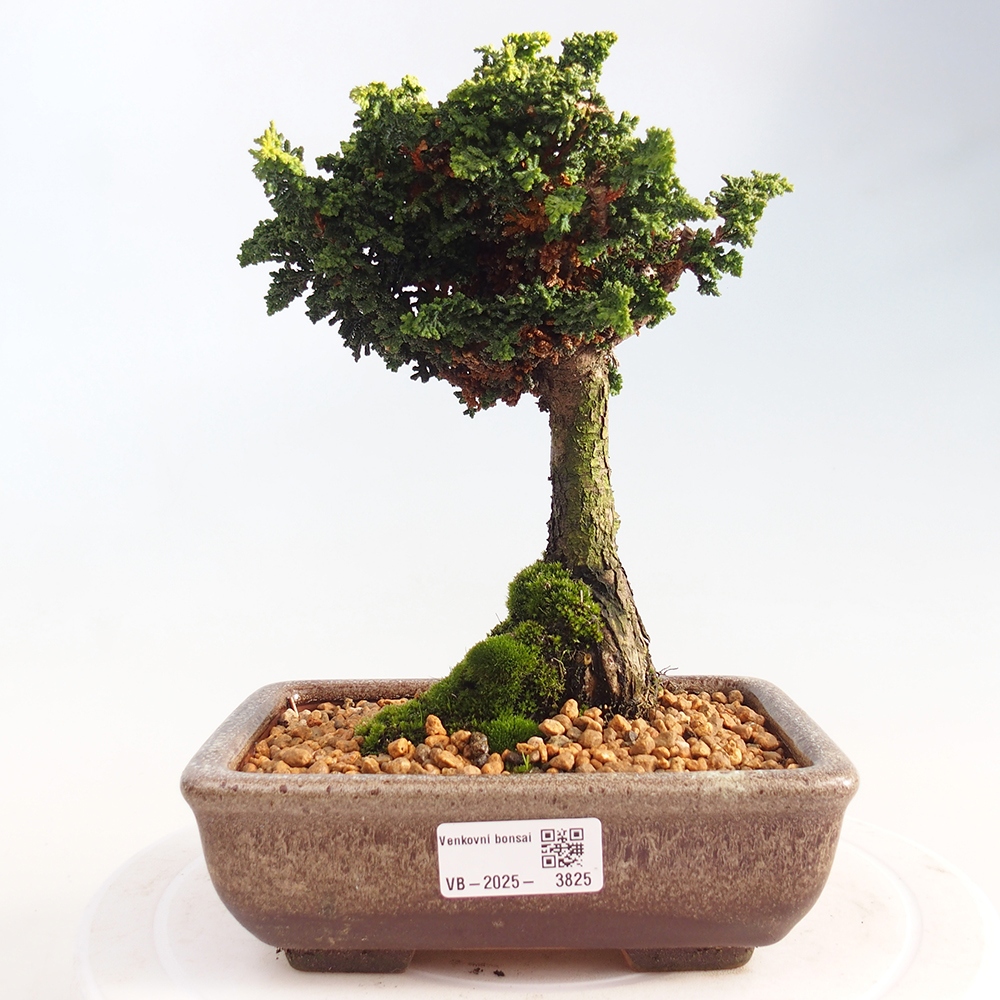 Bonsai zewnętrzne - Cham. obtusa SEKKA HINOKI - Cyprys