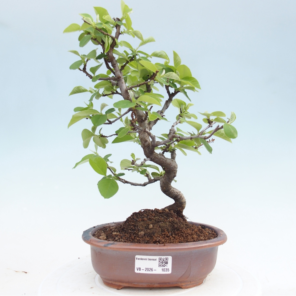 Bonsai zewnętrzne - Chaneomeles chinensis