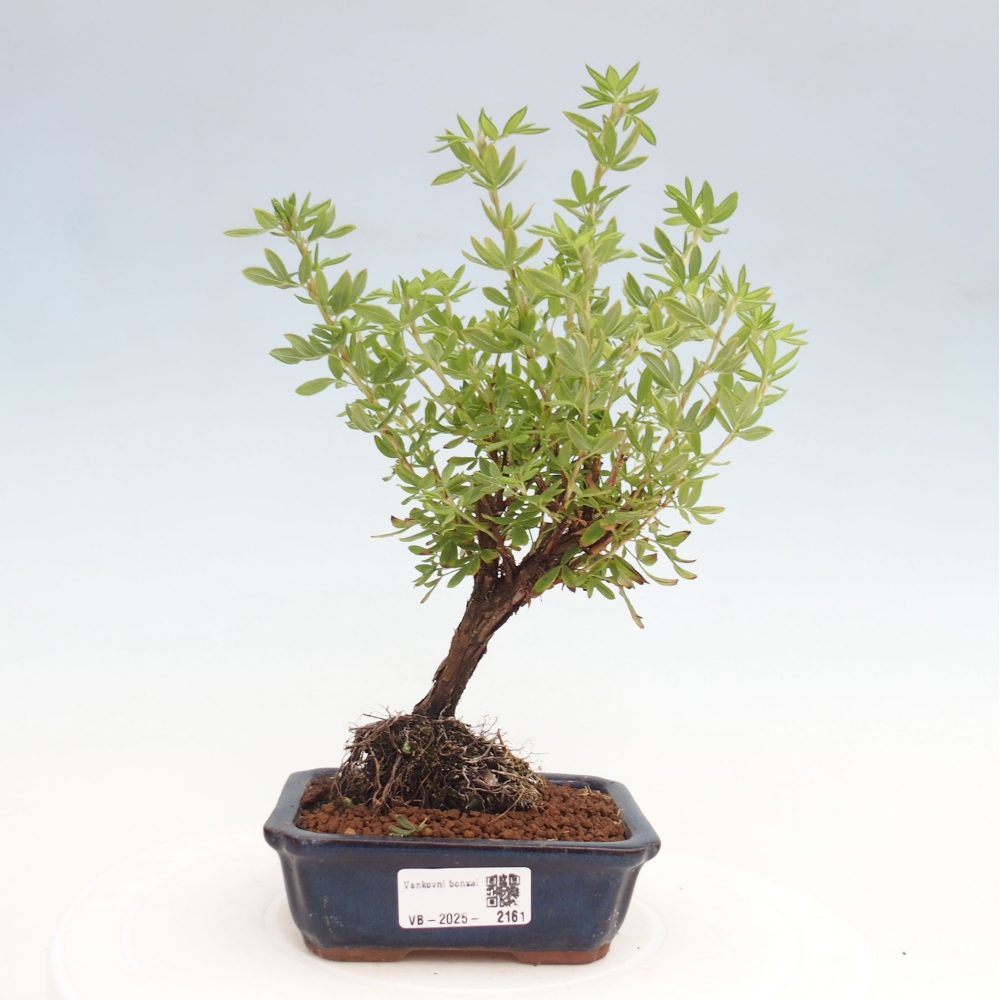 Outdoor bonsai-Pięciolistnik - Potentila fruticosa żółty Ptak