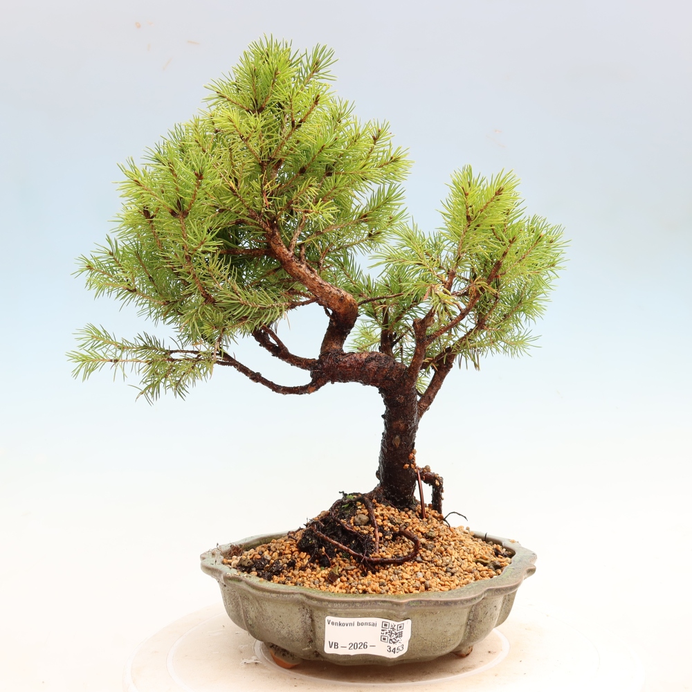 Bonsai ogrodowe – Świerk szary – Picea glauca globe
