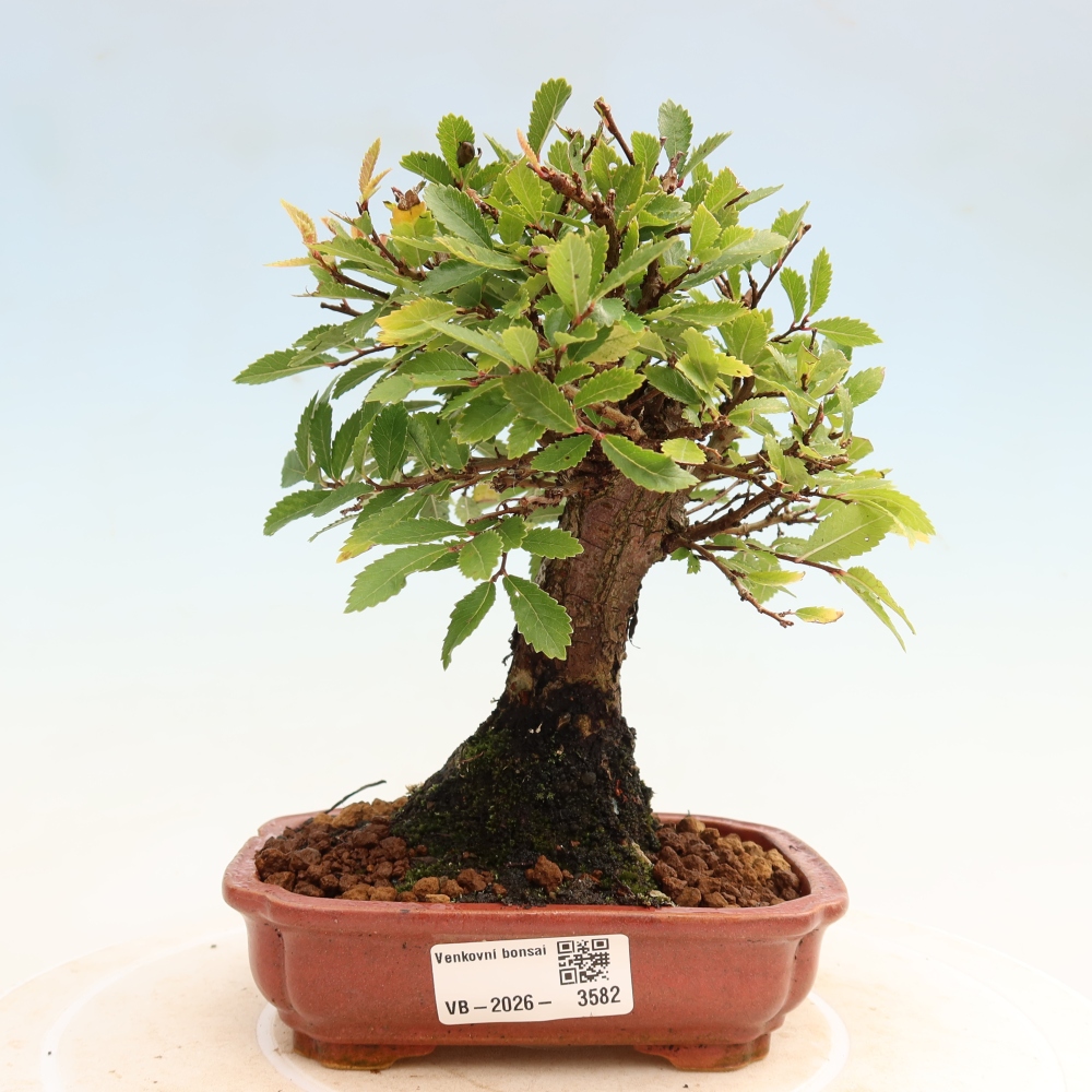 Bonsai zewnętrzne - Zelkova - Zelkova NIRE