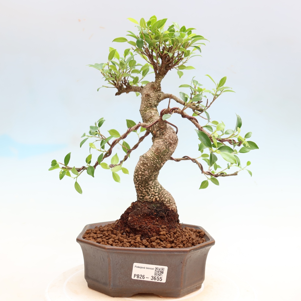 Pokój bonsai - Ficus kimmen - figowiec drobnolistny