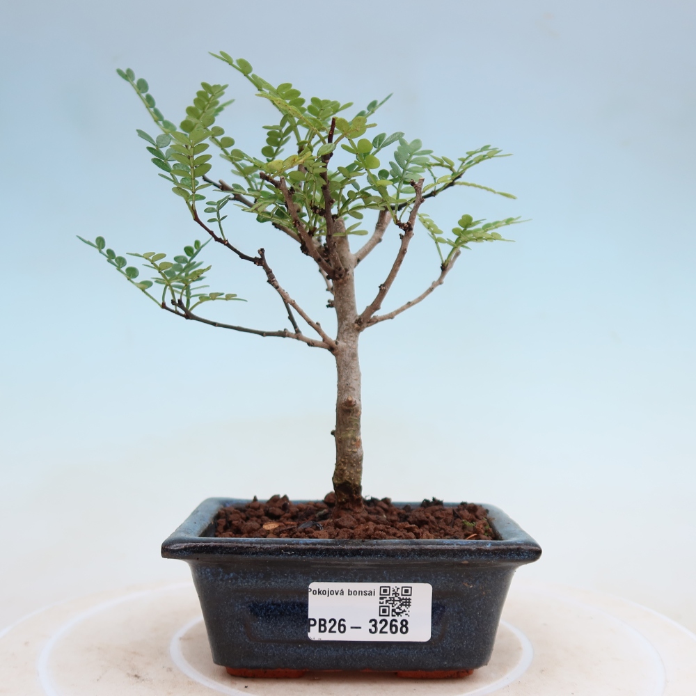 Pokój bonsai - Zantoxylum piperitum - drzewo pieprzowe