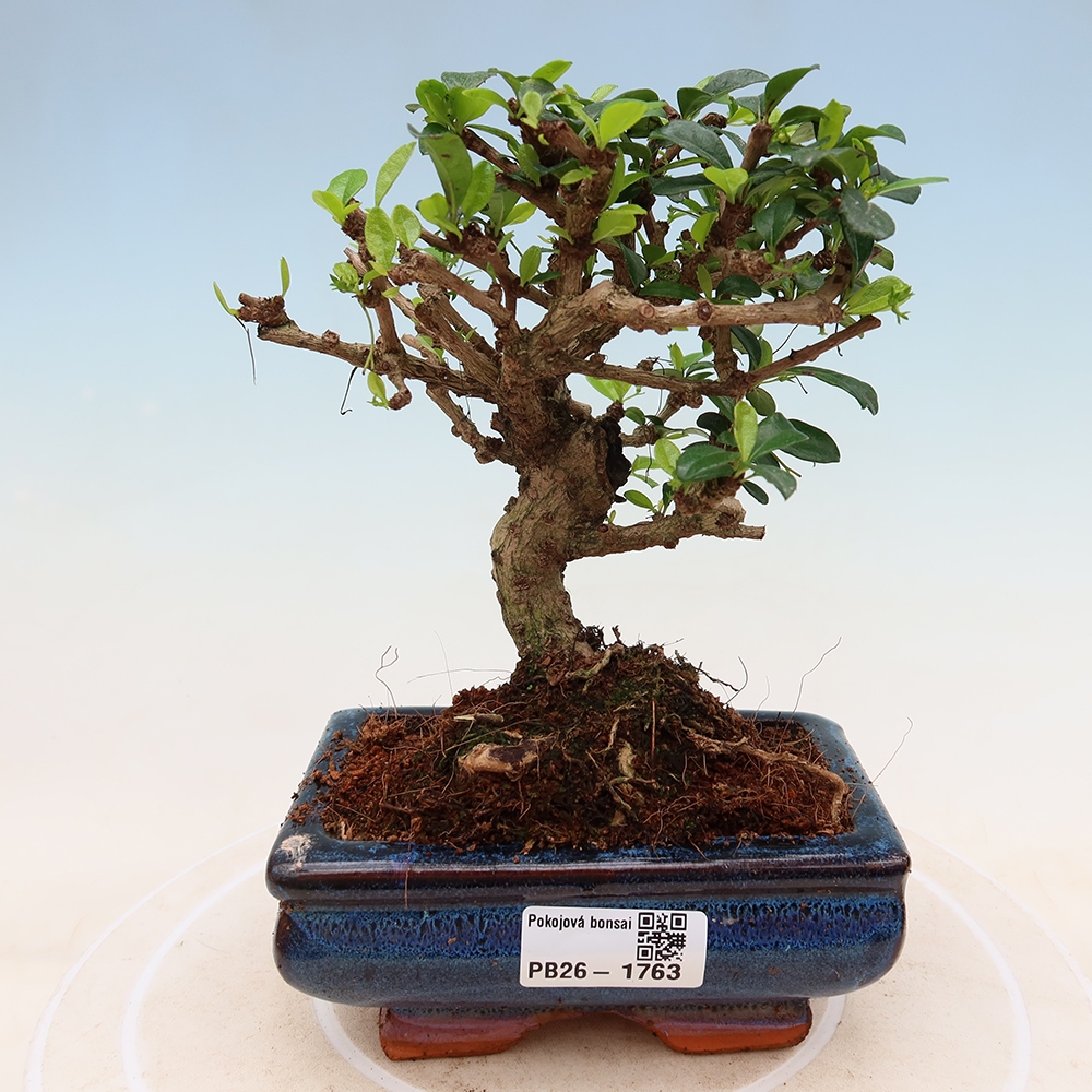 Bonsai pokojowe - Carmona macrophylla - Tea fuki