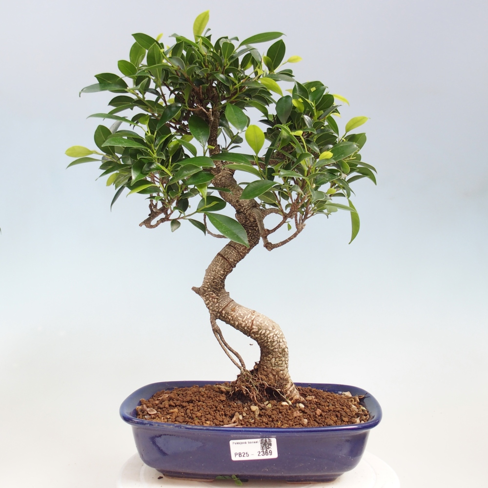 Kryty bonsai - kimono Ficus - figowiec drobnolistny
