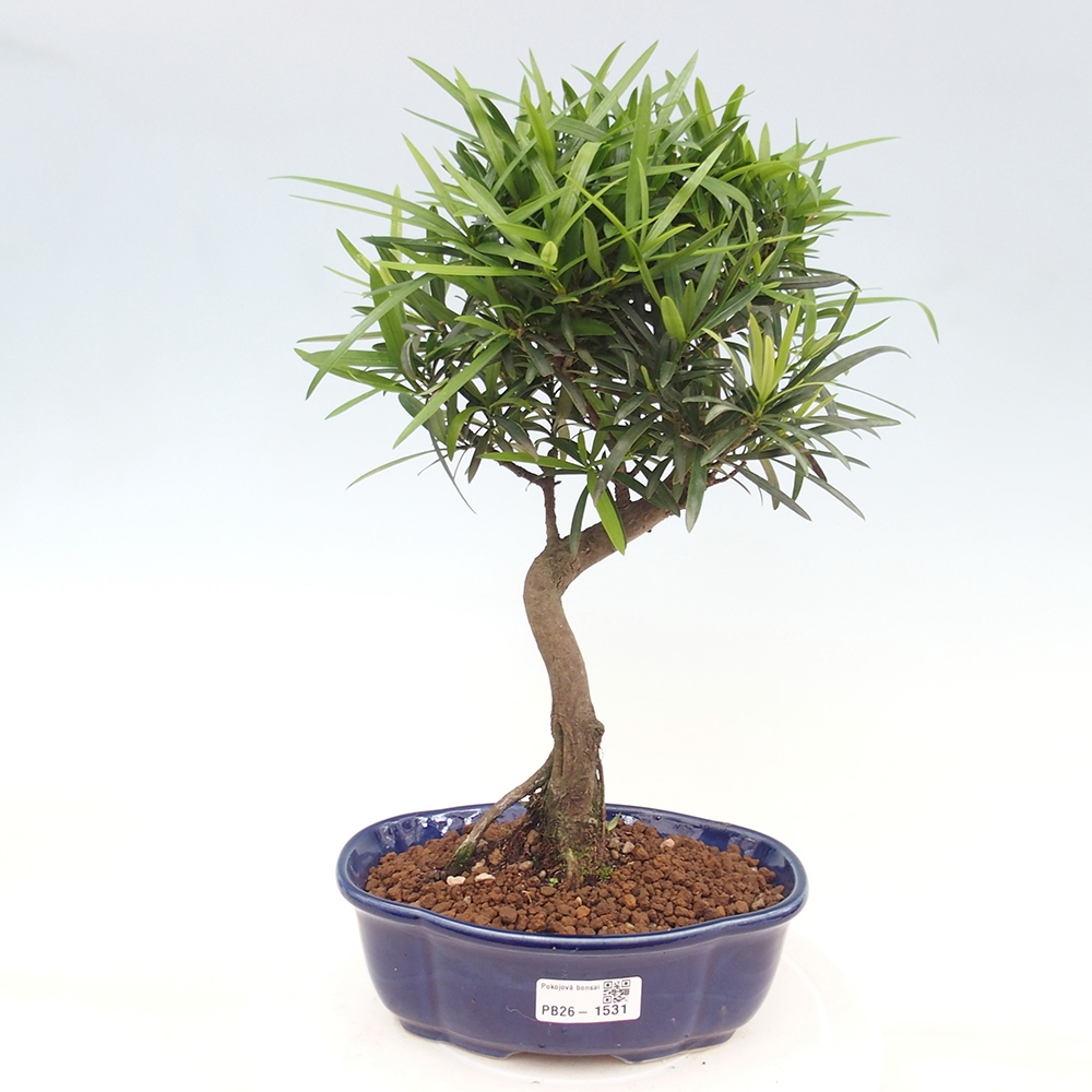 Pokój bonsai - Podocarpus - Kamienny cis