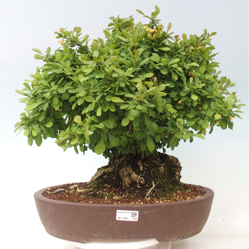 Zewnętrzne bonsai - Berberys - Berberis thunbergii atropurpurea
