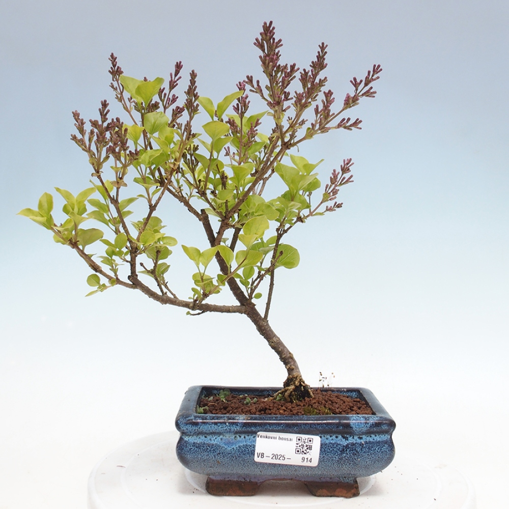 Bonsai zewnętrzne - Syringa Meyeri Palibin - Liliowy Meyera