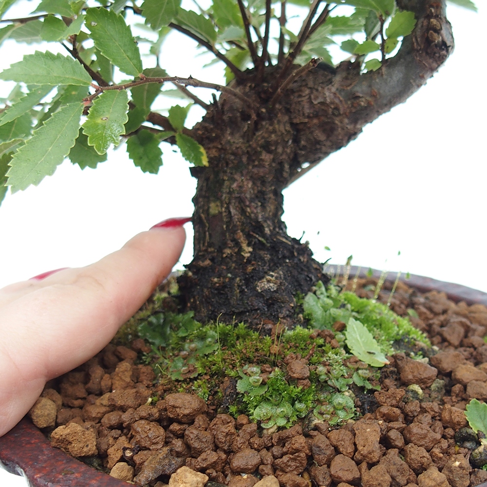 Outdoor bonsai - Zelkova - Zelkova NIRE