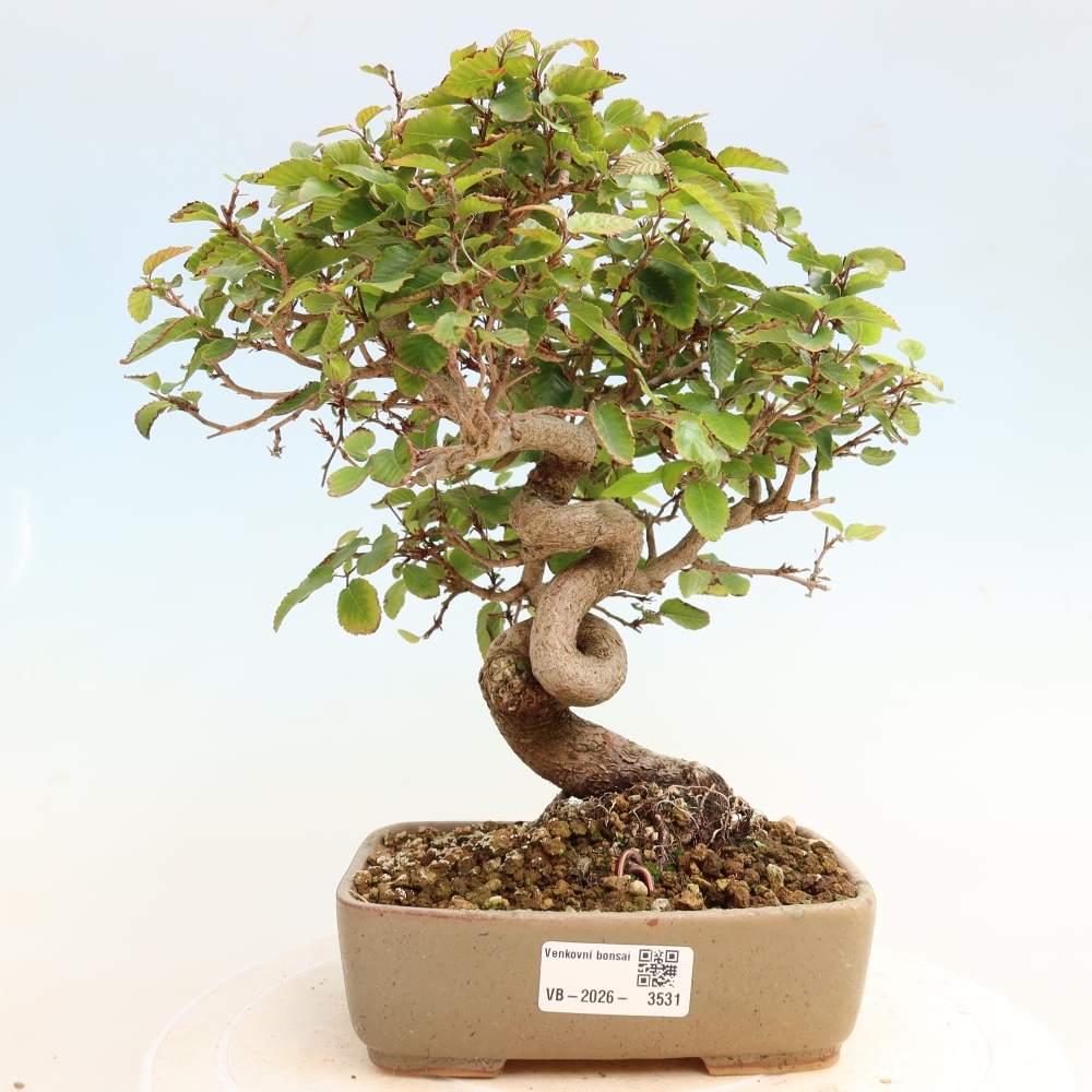 Outdoor bonsai - Carpinus CARPINOIDES - grab koreański