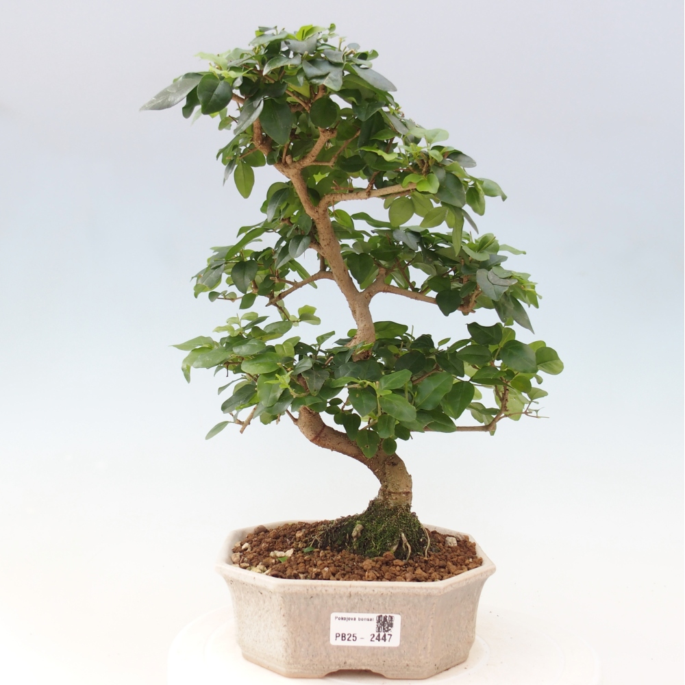 Indoor bonsai -Ligustrum chinensis - dziób ptaka