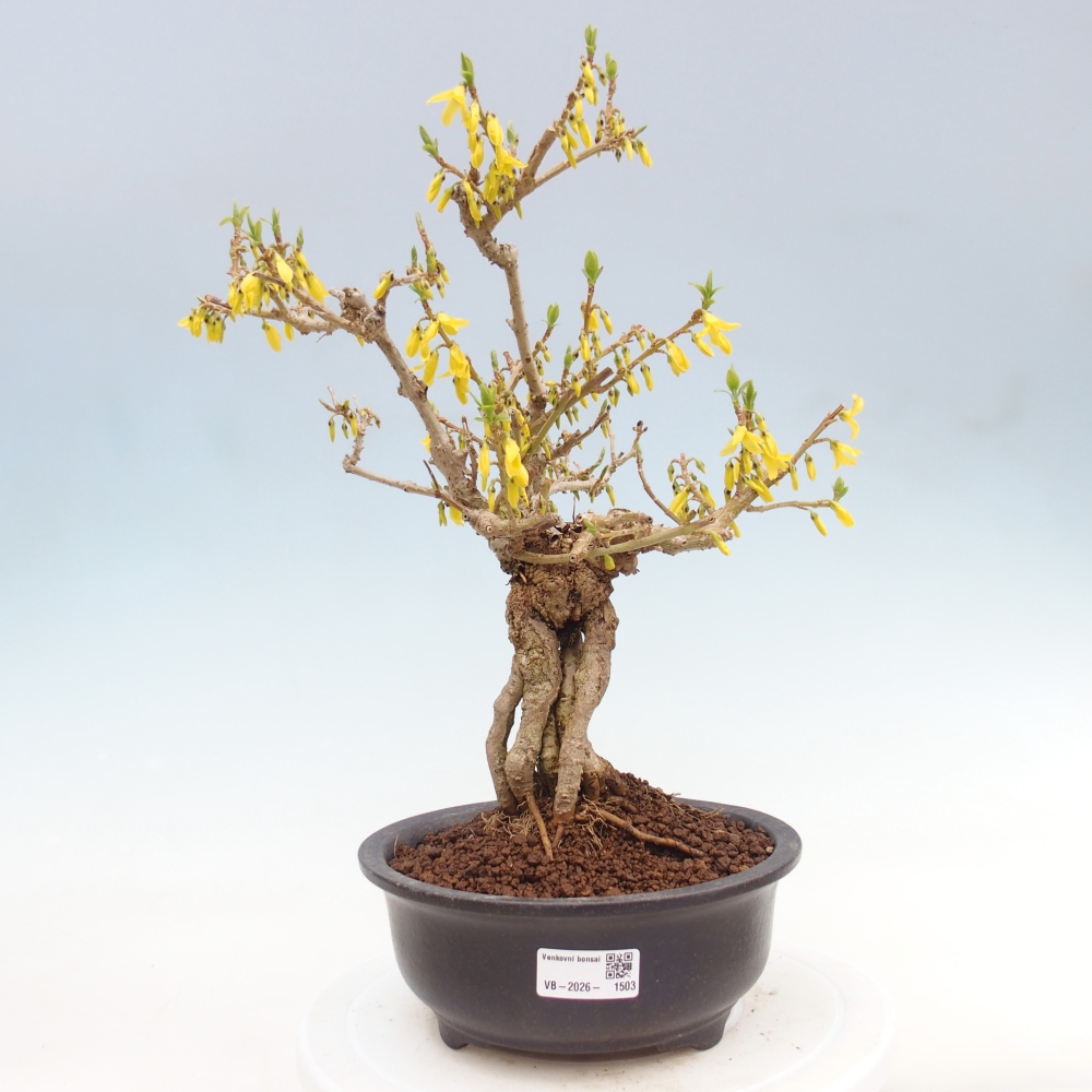 Outdoor bonsai - Zlatice - Forsycja koreańska