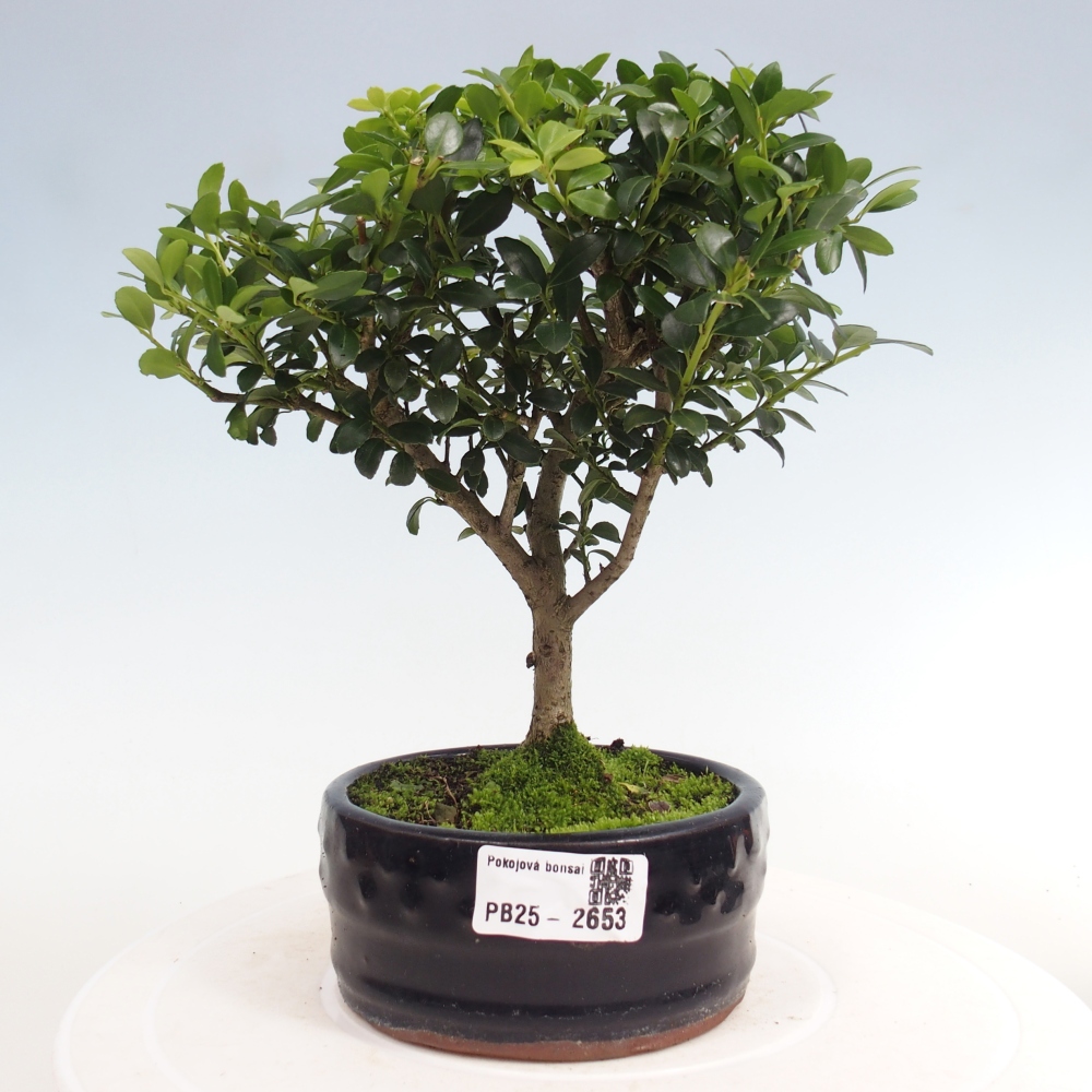 Kryty bonsai - Ilex crenata - Holly