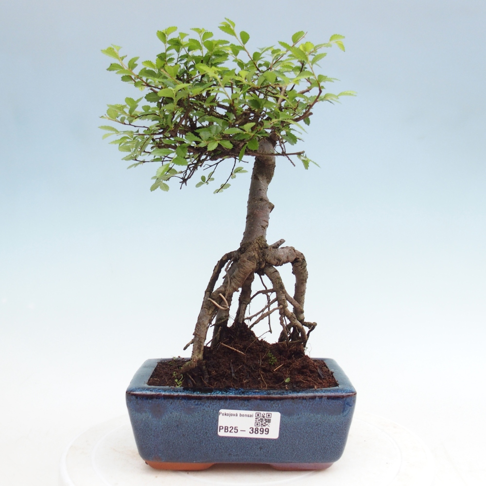 Pokój bonsai - Ulmus parvifolia - Wiąz drobnolistny