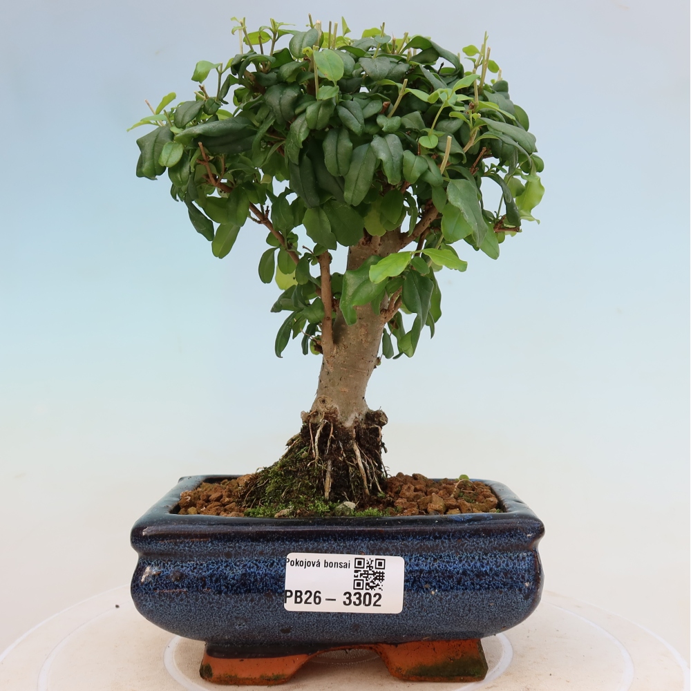 Pokój bonsai - Ligustrum chinensis - Dziób ptaka
