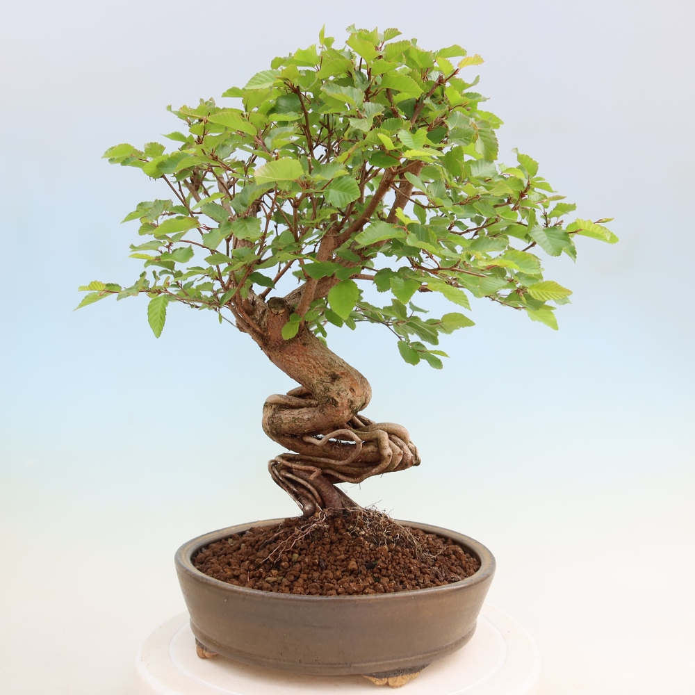 Outdoor bonsai - Carpinus coreana - grab koreański