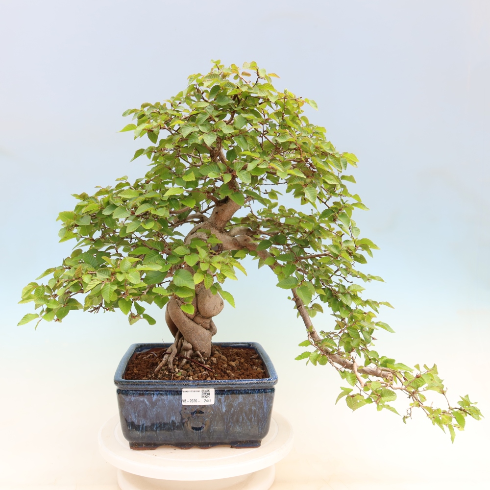 Outdoor bonsai - Carpinus coreana - grab koreański