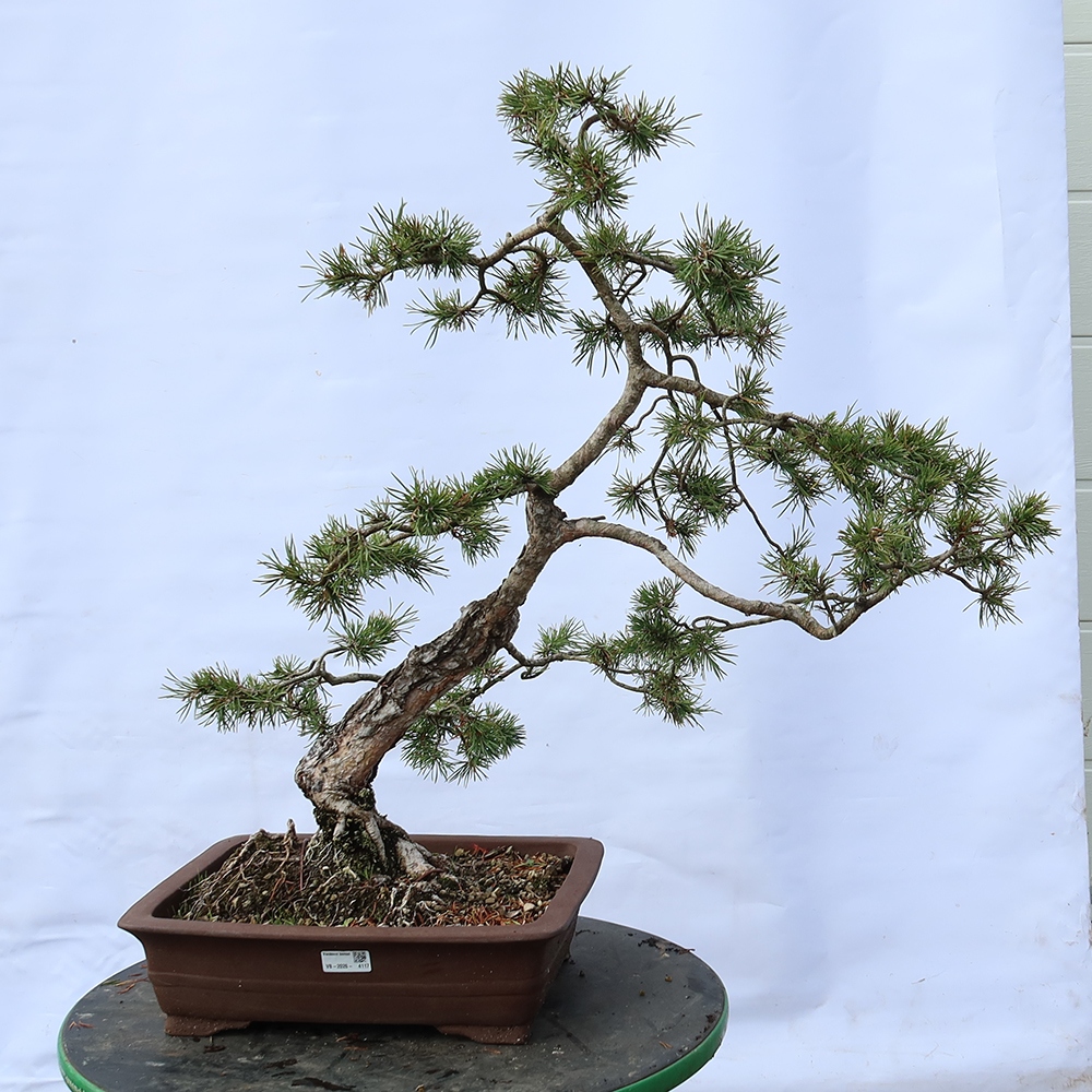 Pinus sylvestris Hiszpania – sosna zwyczajna