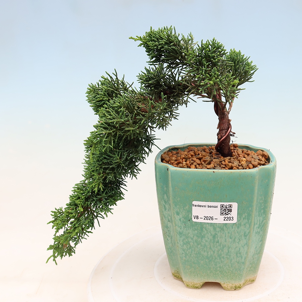 Outdoor bonsai - Juniperus chinensis Kishu