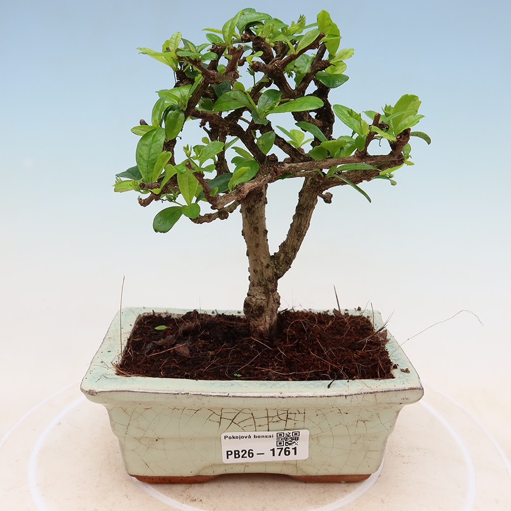 Bonsai pokojowe - Carmona macrophylla - Tea fuki