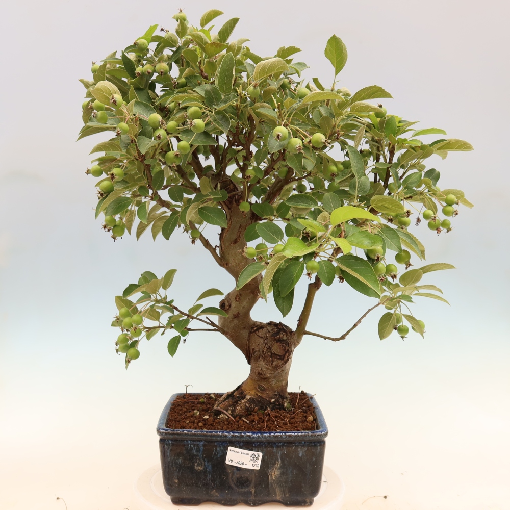 Outdoor bonsai - Malus halliana - Jabłoń drobnoowocowa