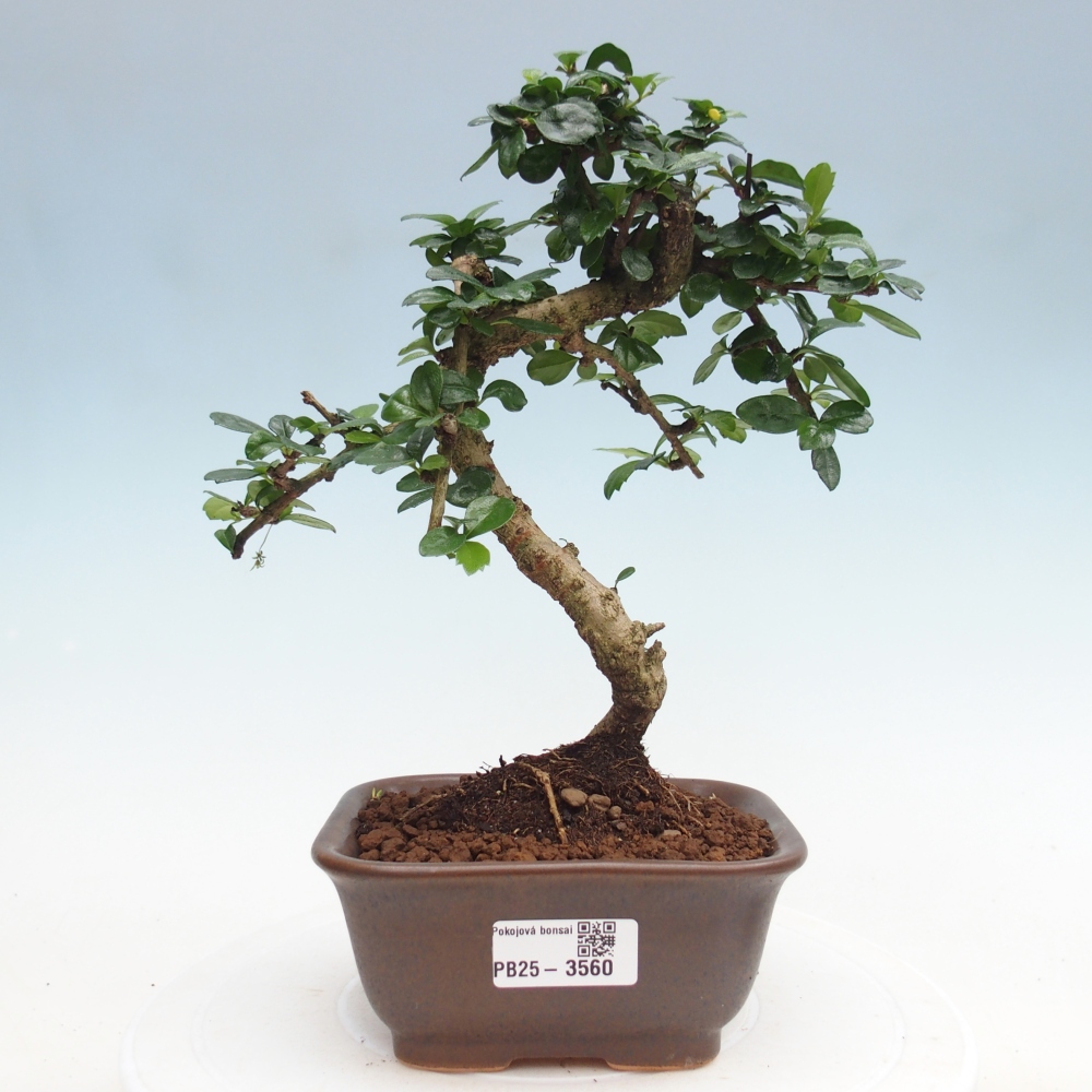 Bonsai pokojowe - Carmona macrophylla - Tea fuki
