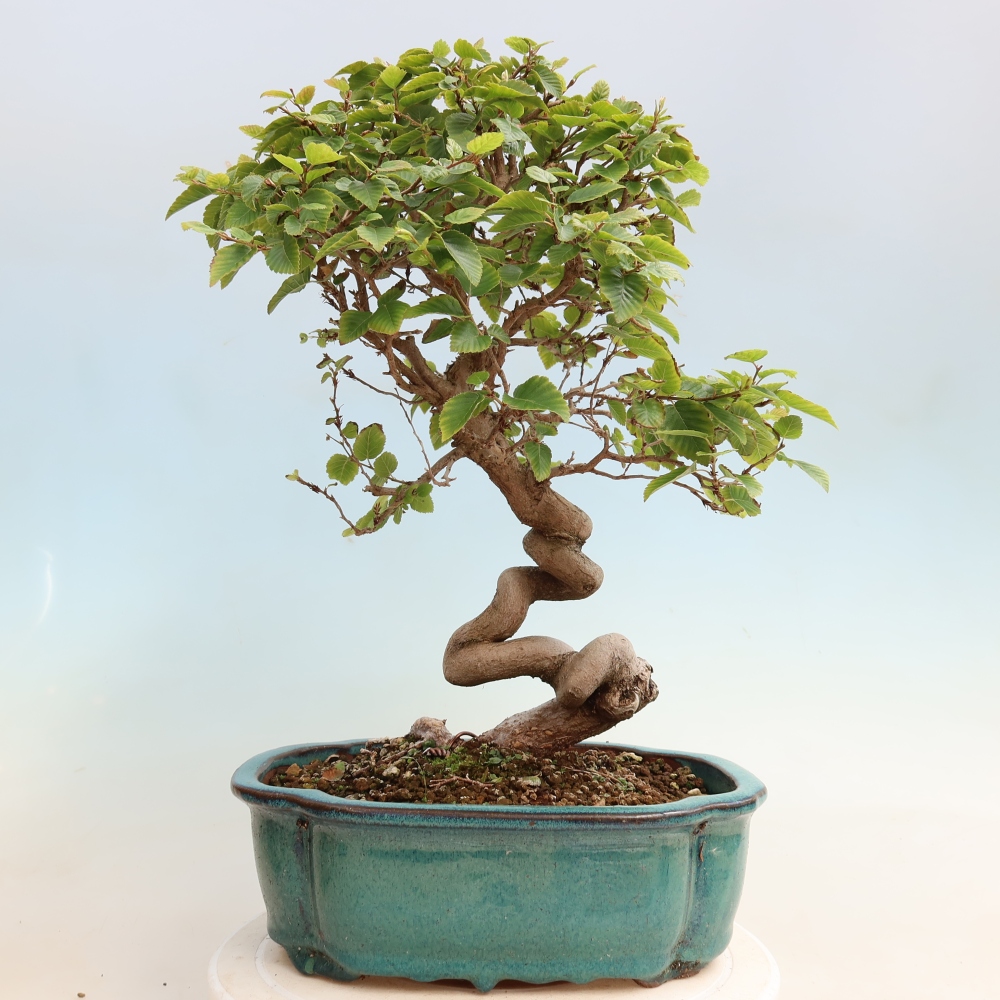 Outdoor bonsai - Carpinus CARPINOIDES - grab koreański
