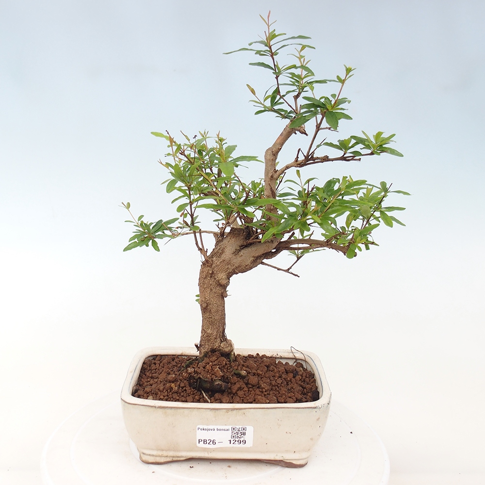 Pokój bonsai-Punica granatum nana-Granat