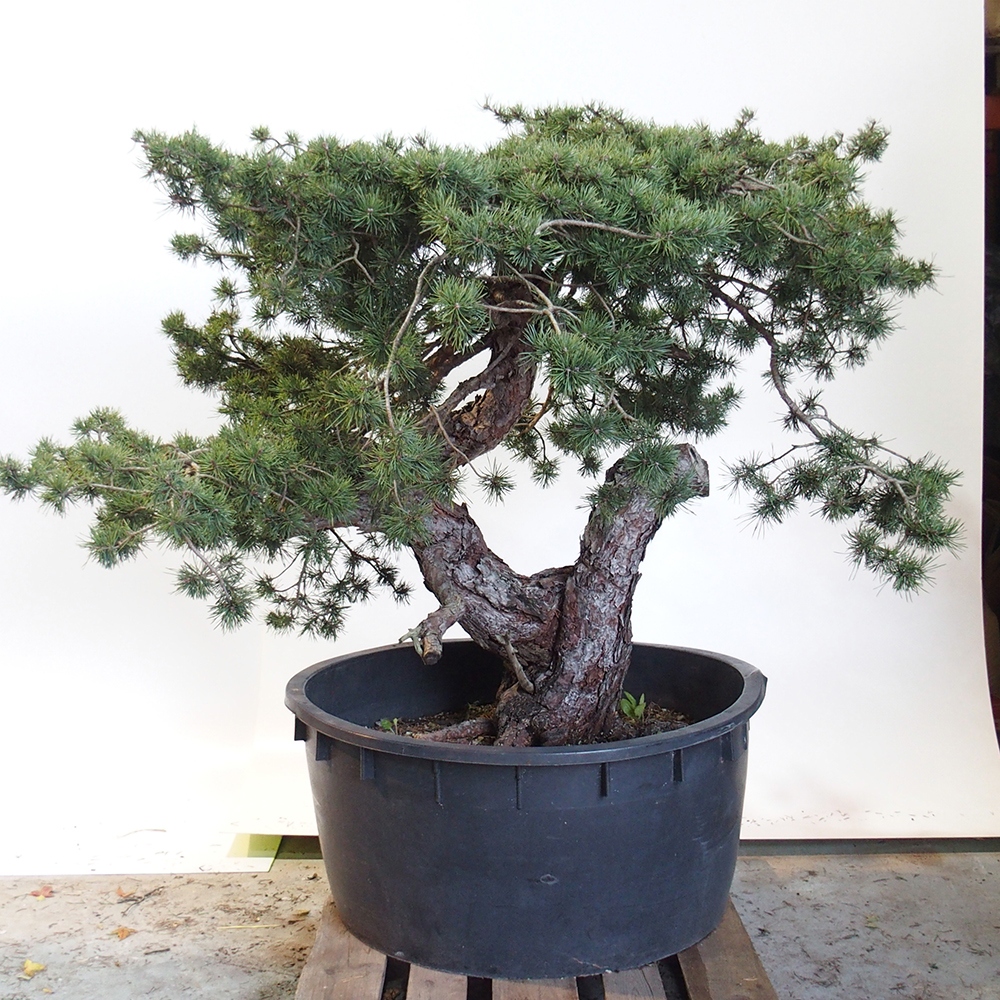 Yamadori - Pinus sylvestris Hiszpania